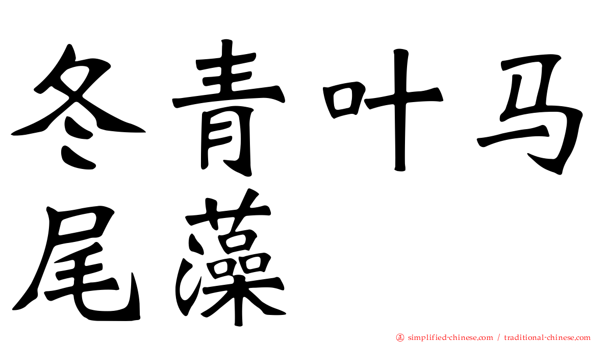 冬青叶马尾藻