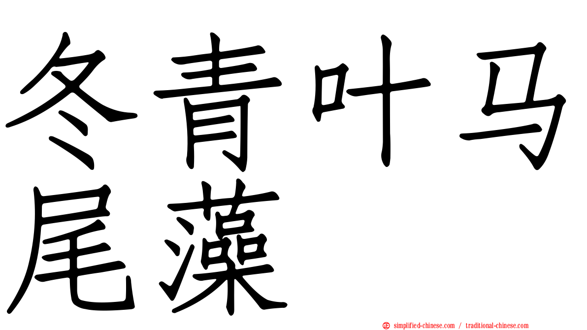 冬青叶马尾藻