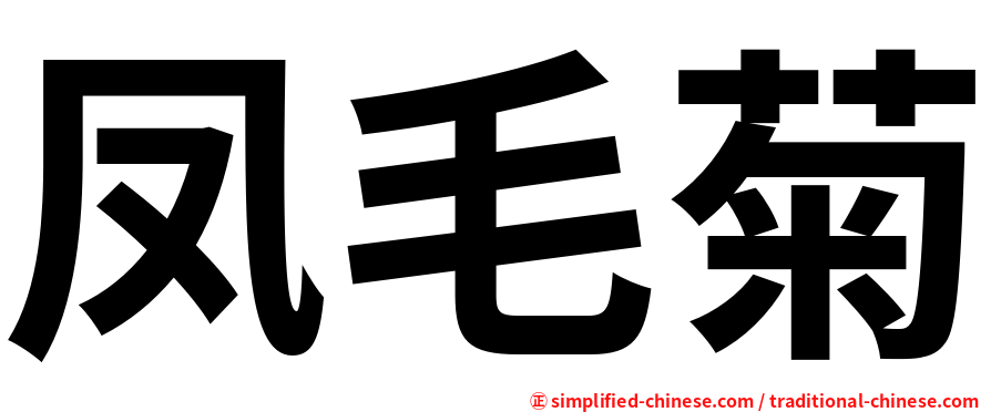 凤毛菊