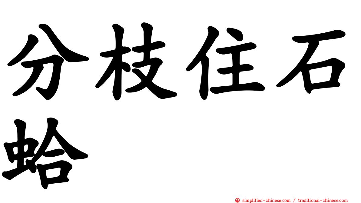 分枝住石蛤