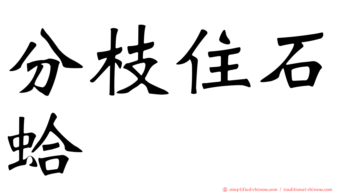 分枝住石蛤