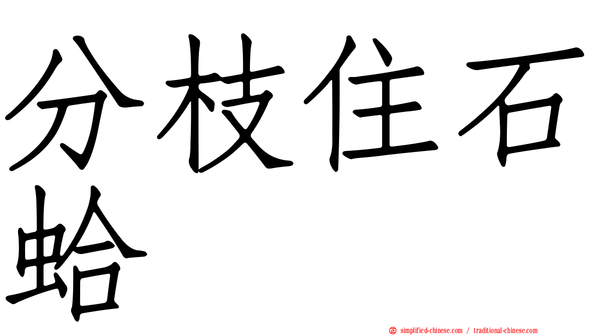 分枝住石蛤