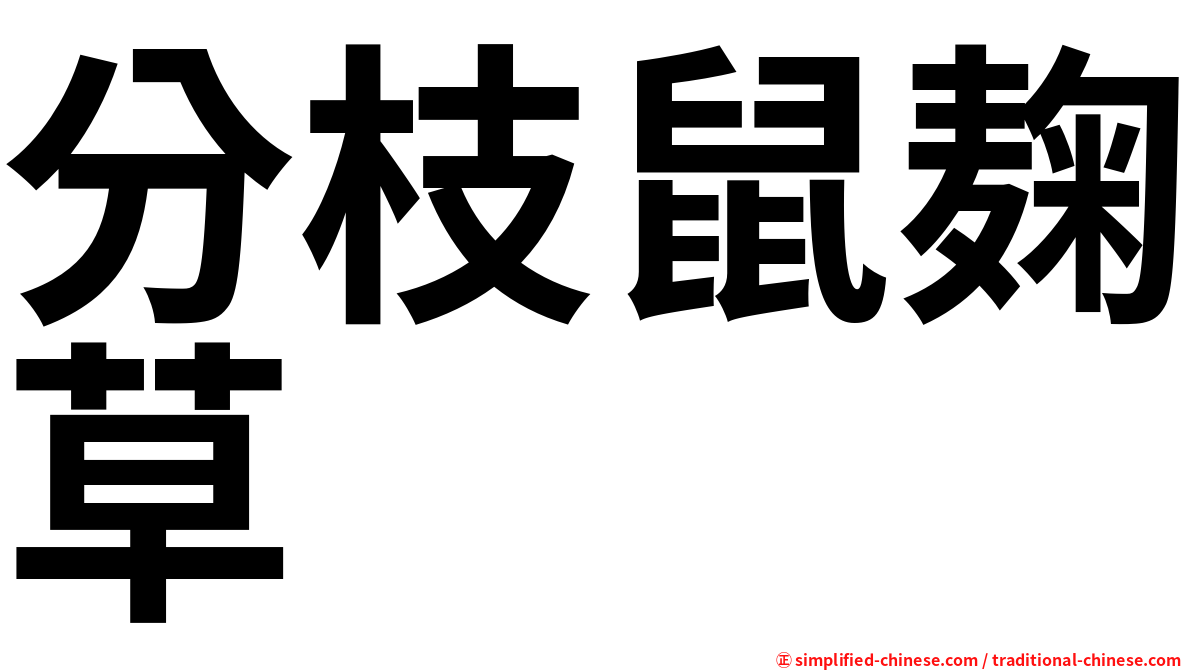 分枝鼠麹草