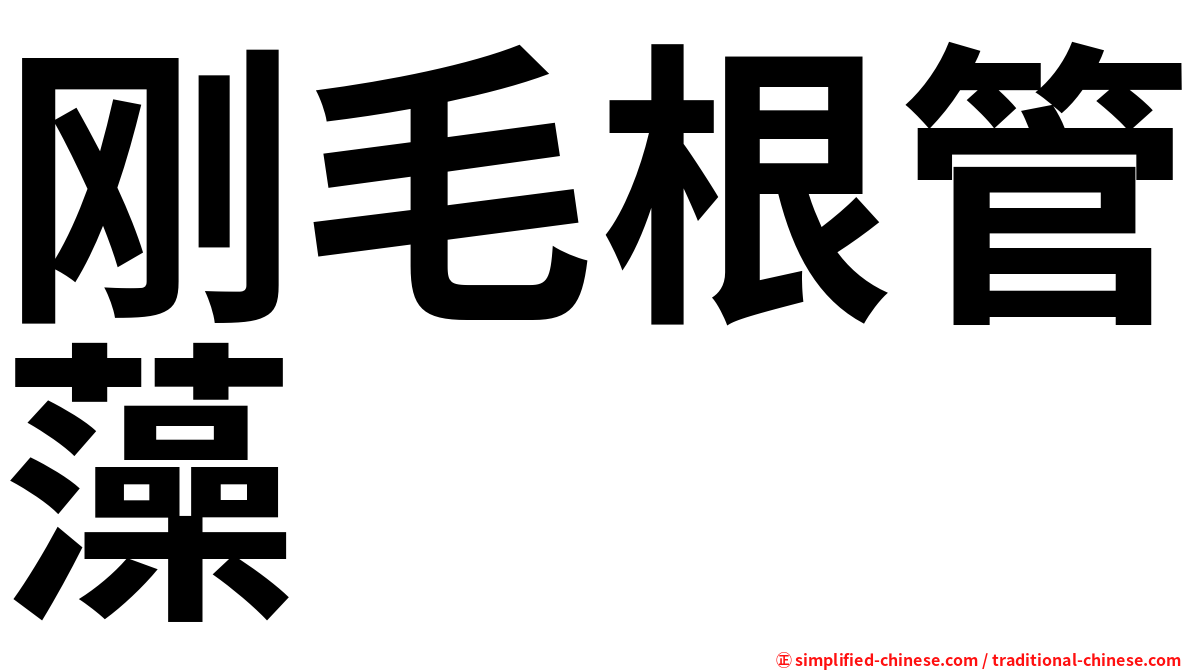 刚毛根管藻