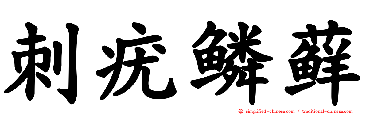 刺疣鳞藓