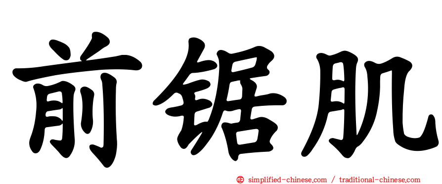 前锯肌