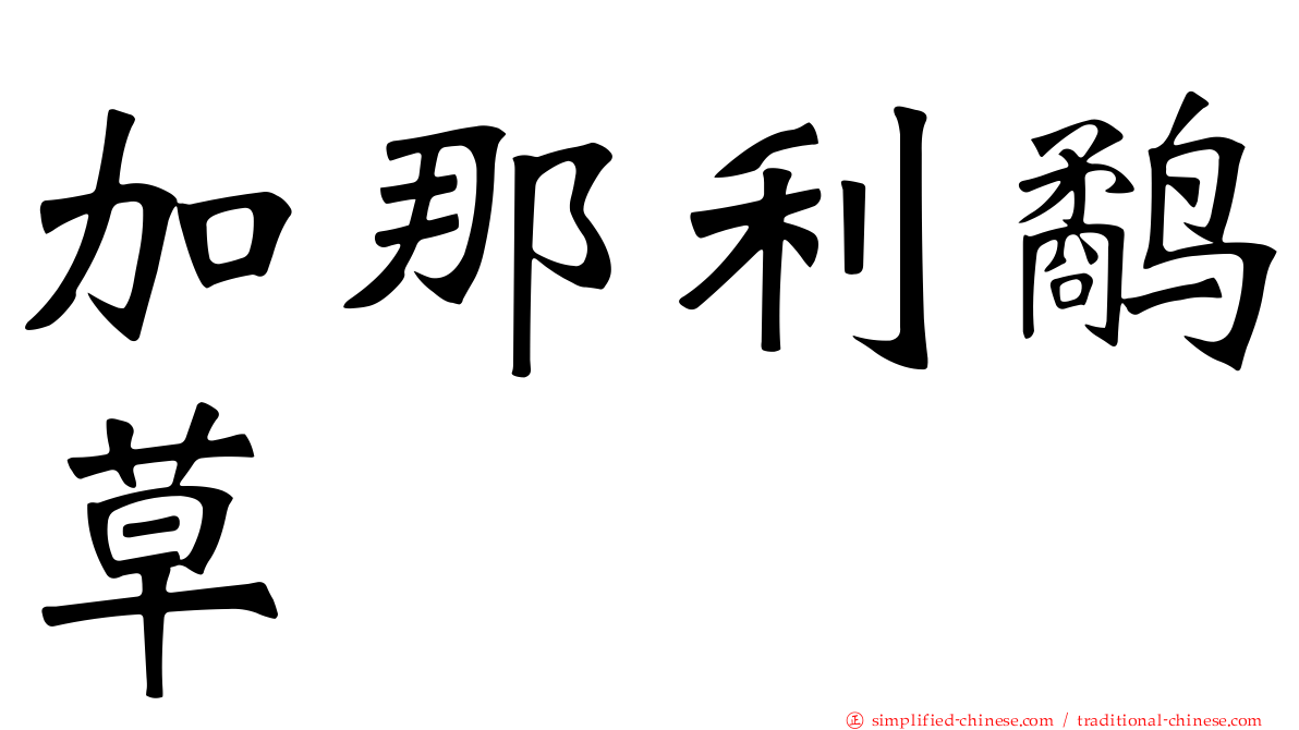 加那利鹬草