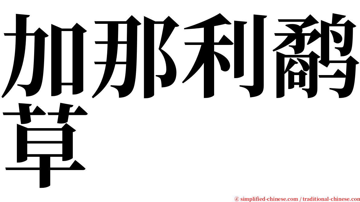 加那利鹬草 serif font