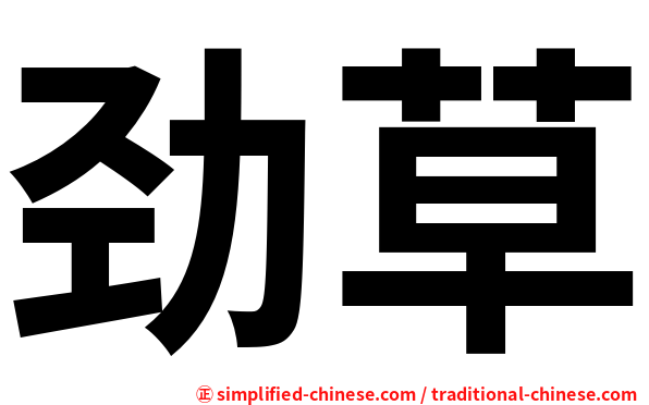 劲草