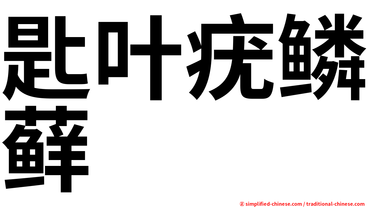 匙叶疣鳞藓