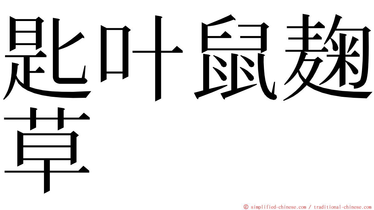 匙叶鼠麹草 ming font