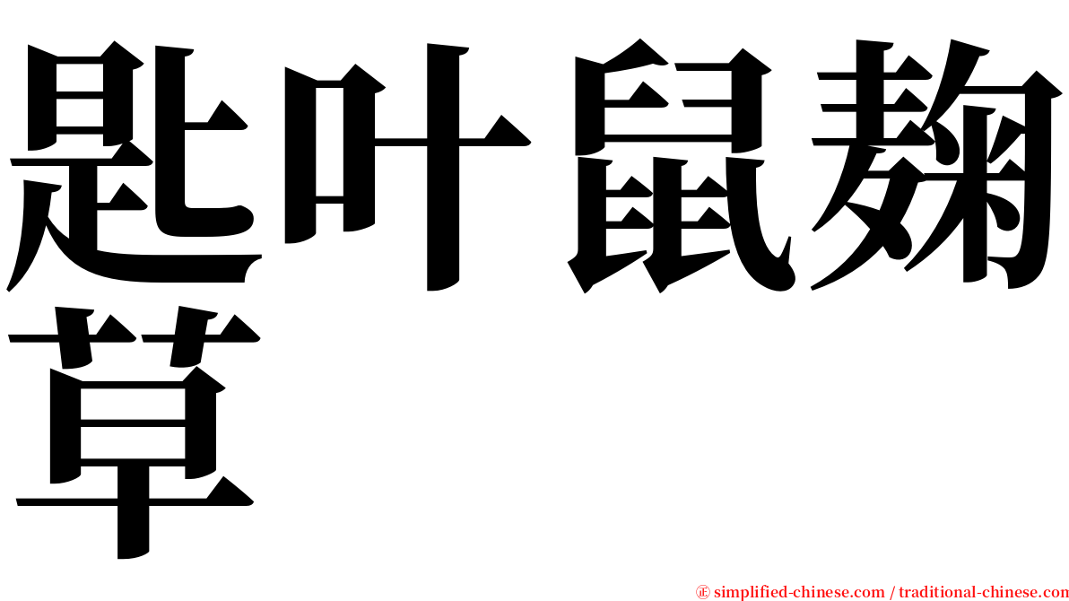 匙叶鼠麹草 serif font