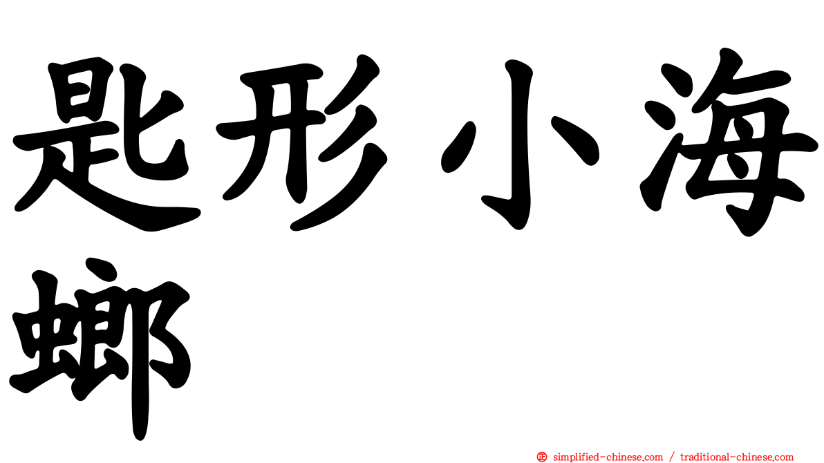 匙形小海螂