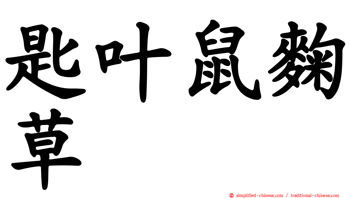 匙叶鼠麹草