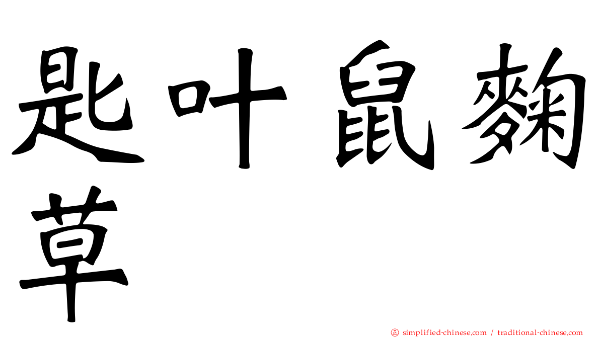 匙叶鼠麹草
