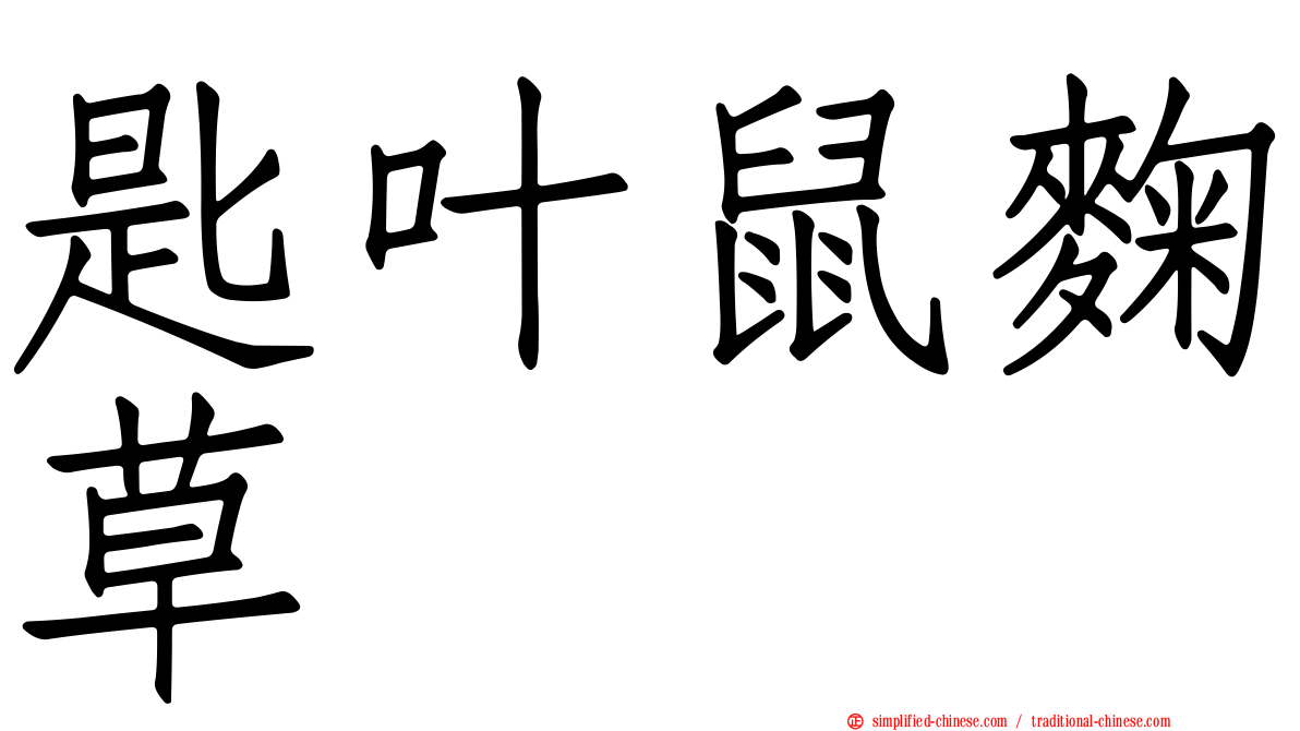 匙叶鼠麹草