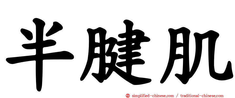 半腱肌