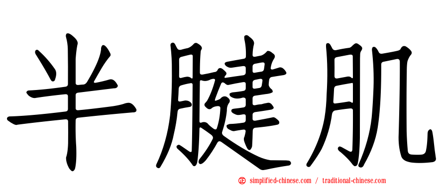 半腱肌