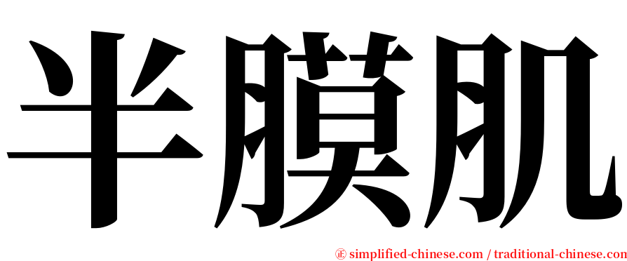 半膜肌 serif font