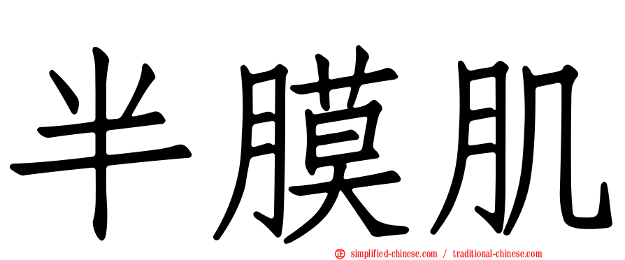 半膜肌