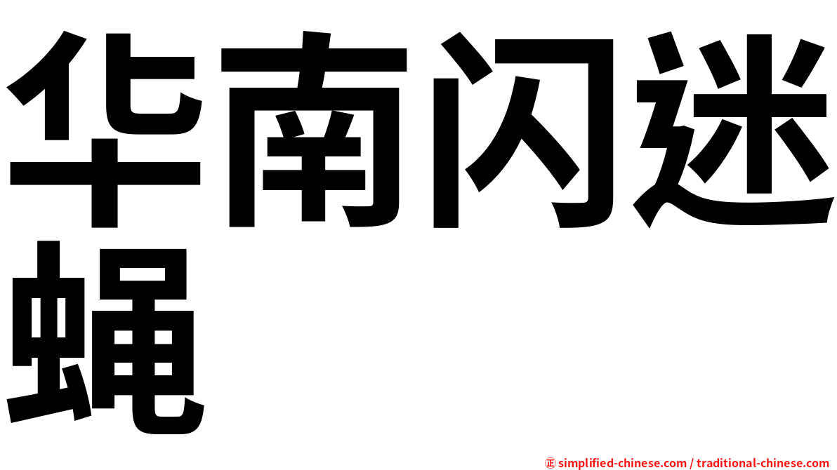 华南闪迷蝇