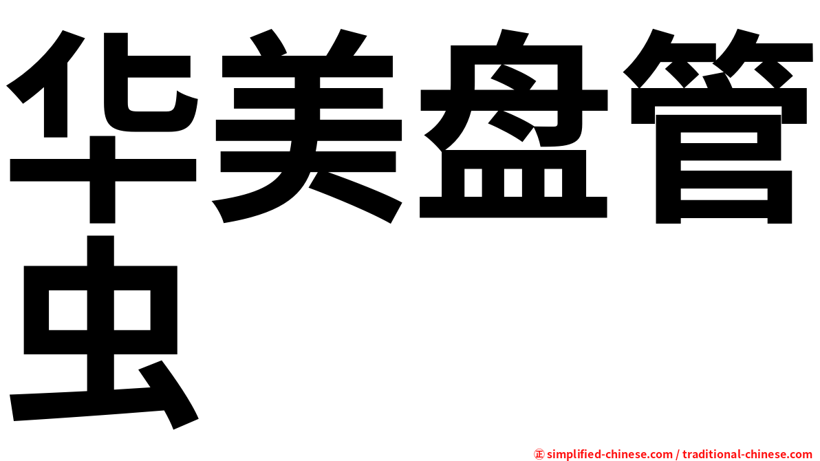 华美盘管虫