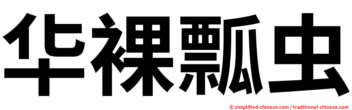 华裸瓢虫