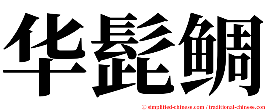 华髭鲷 serif font