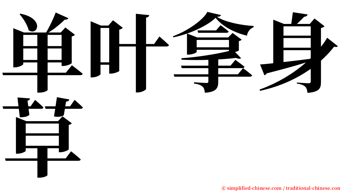 单叶拿身草 serif font