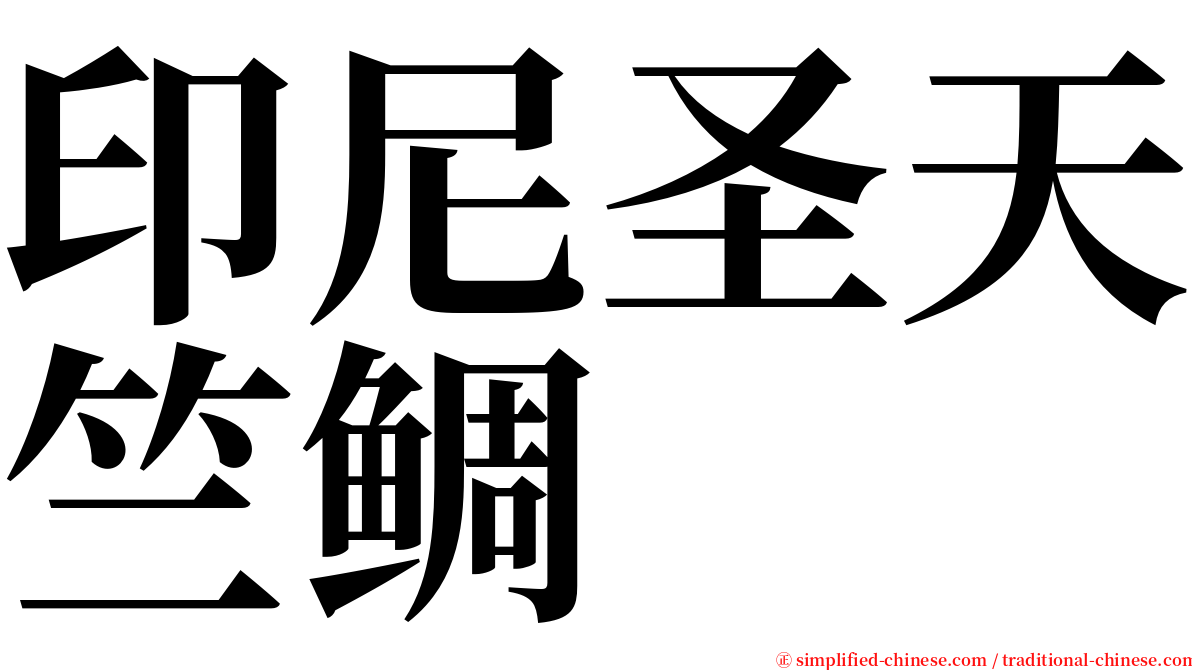 印尼圣天竺鲷 serif font