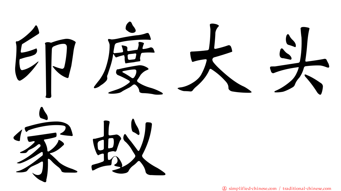 印度大头家蚁