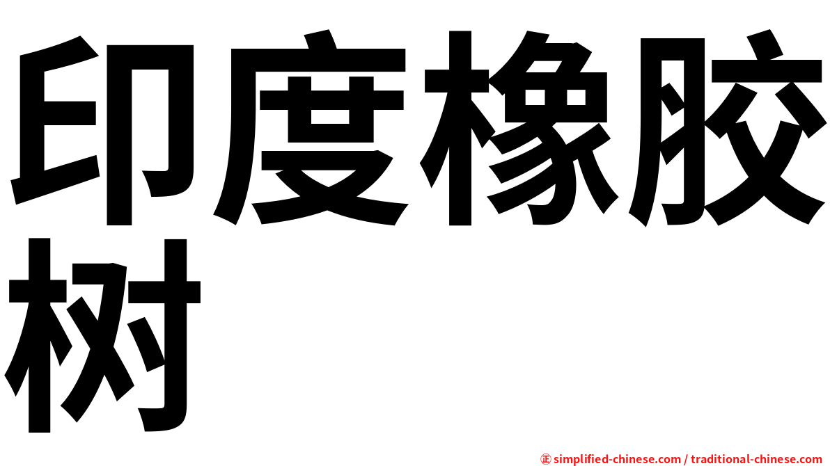 印度橡胶树