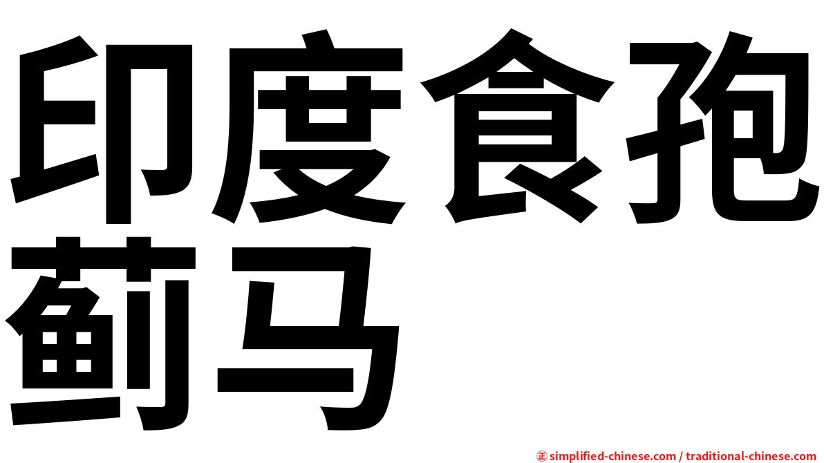 印度食孢蓟马