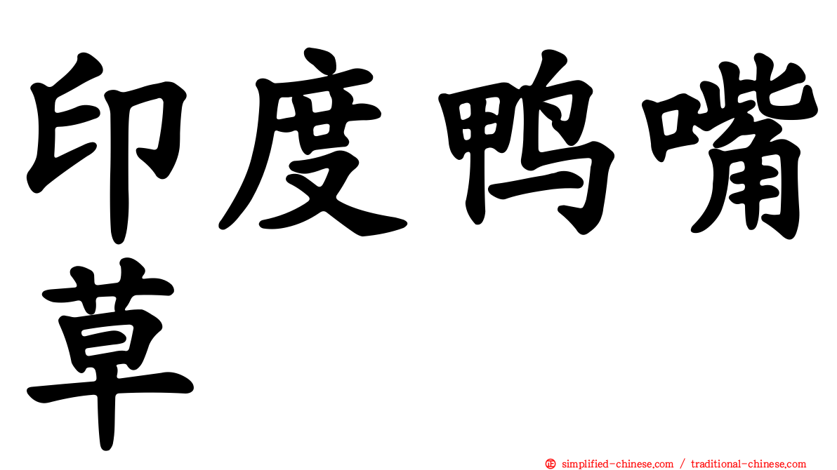 印度鸭嘴草