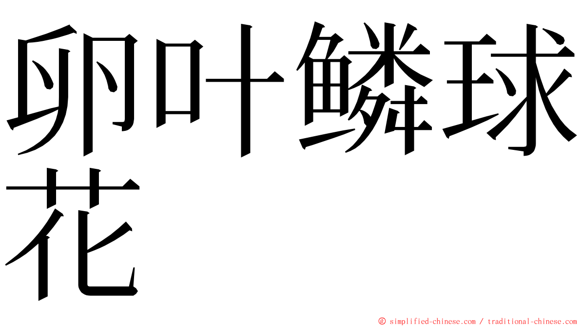 卵叶鳞球花 ming font