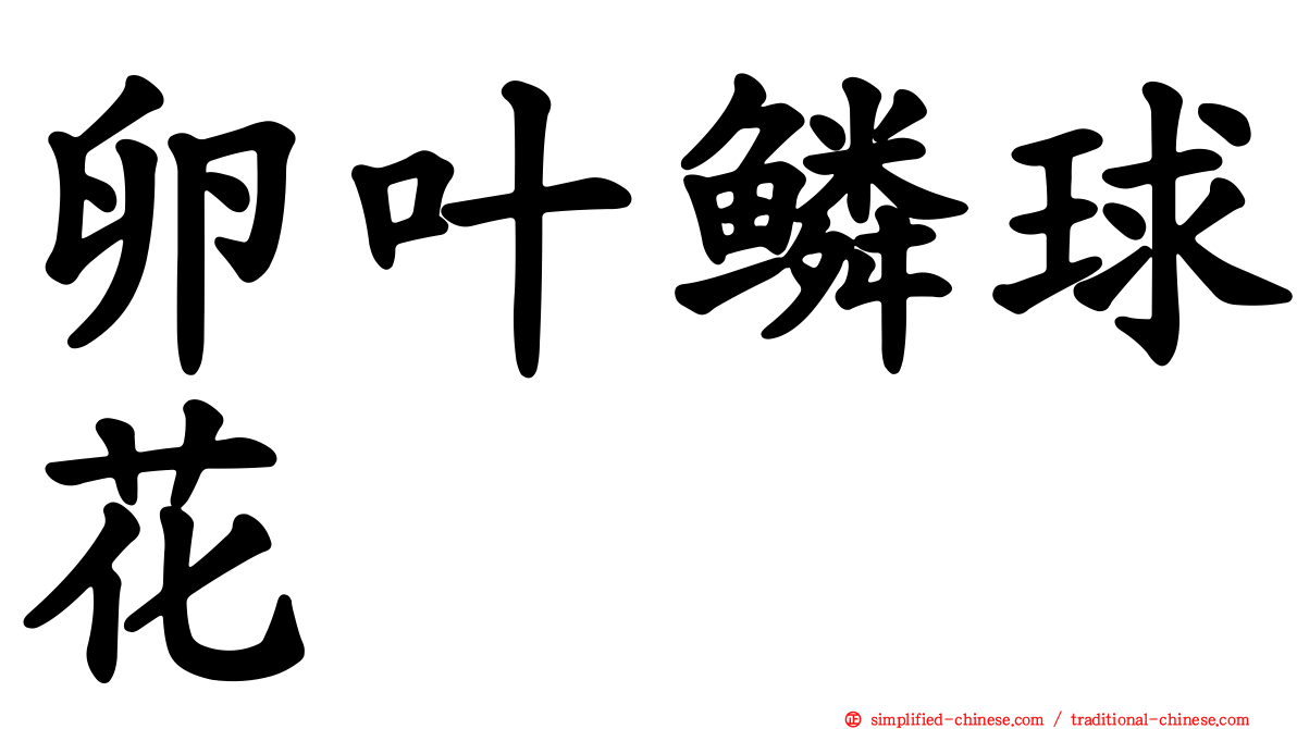 卵叶鳞球花