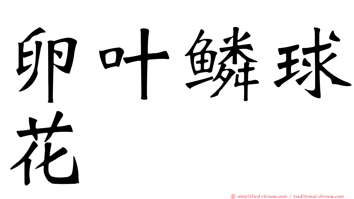 卵叶鳞球花