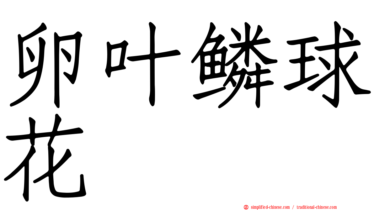 卵叶鳞球花