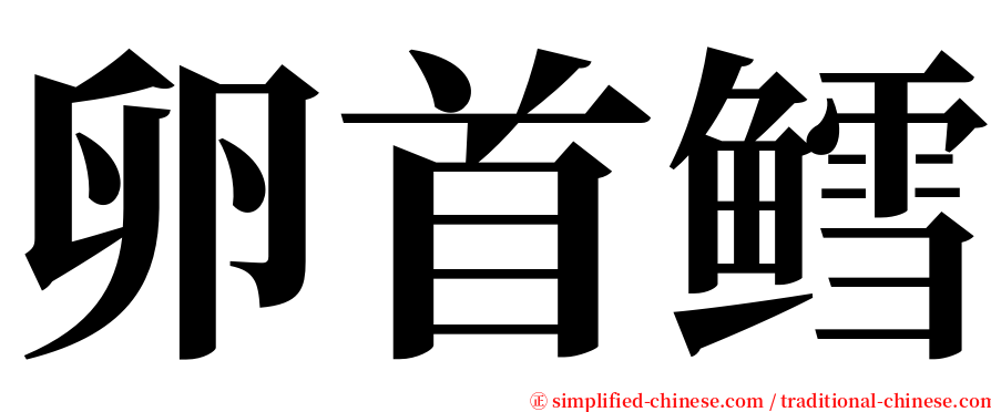卵首鳕 serif font
