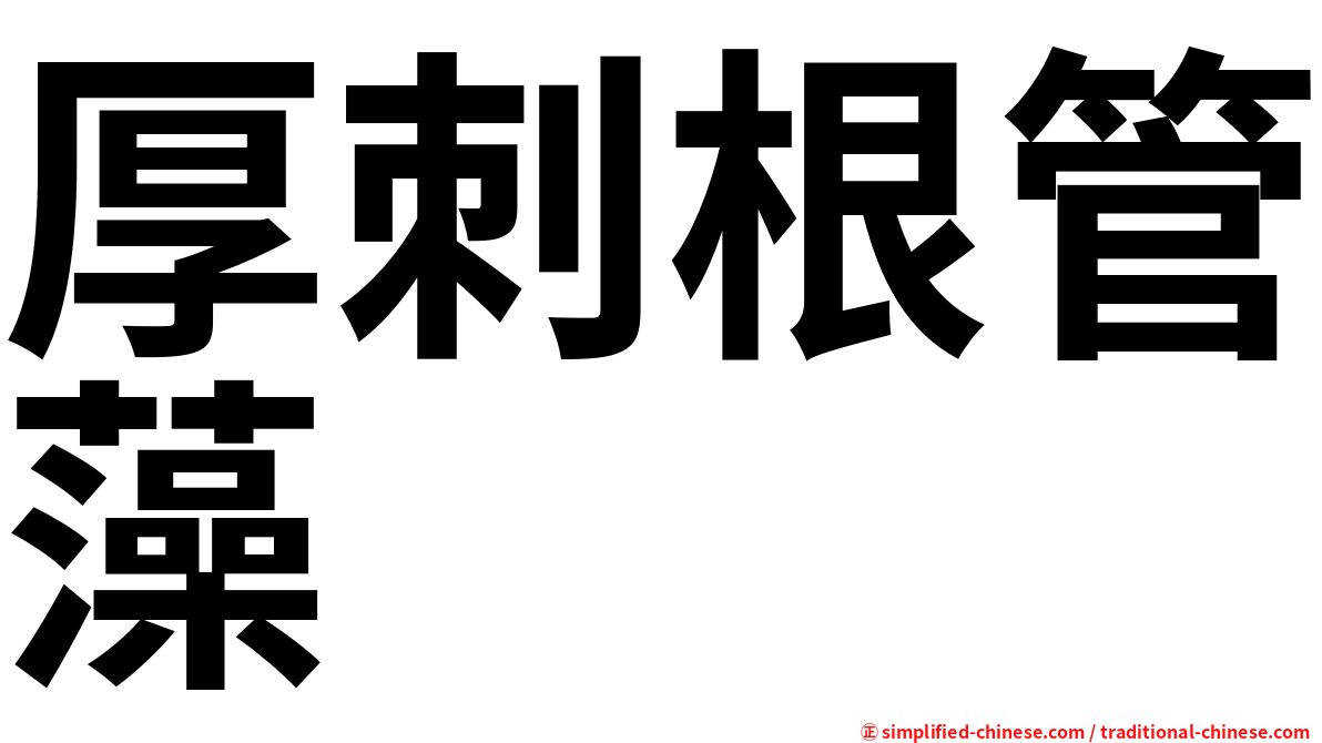 厚刺根管藻