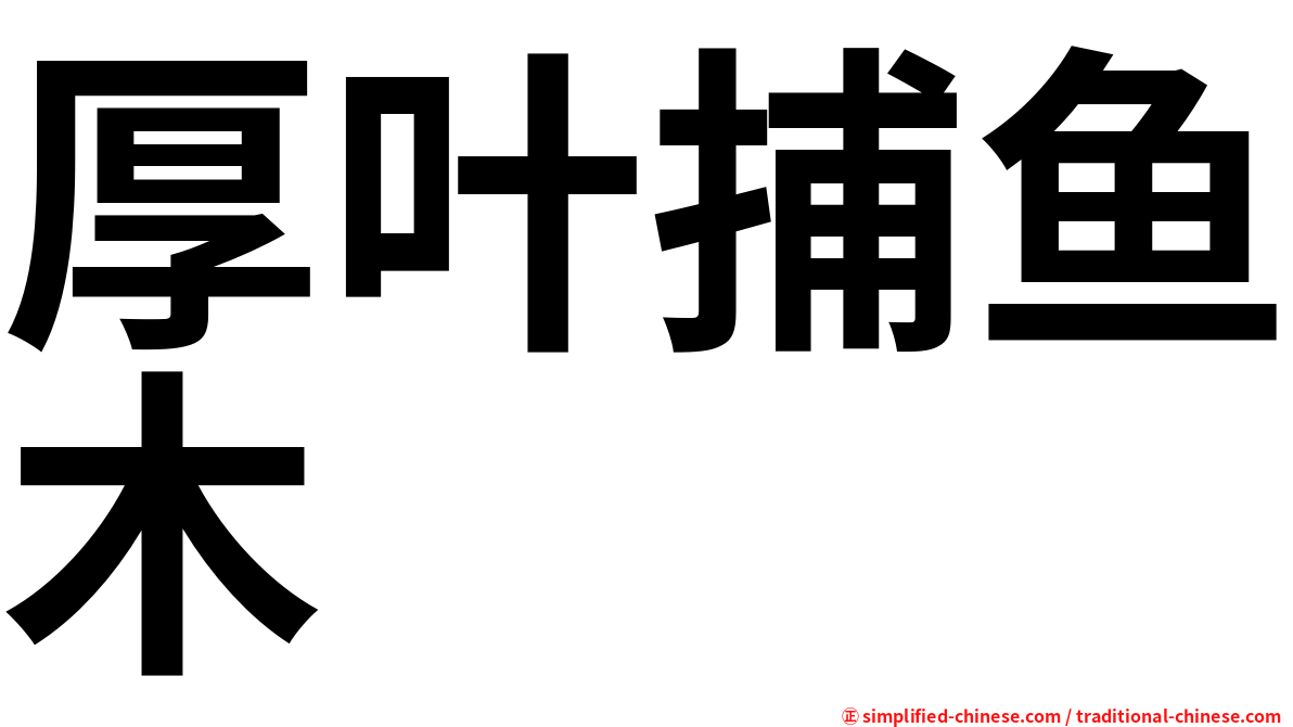 厚叶捕鱼木