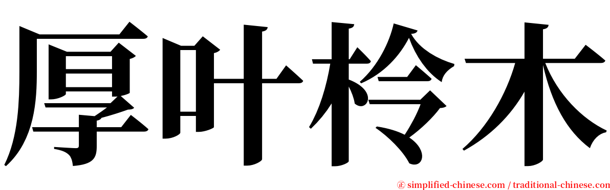 厚叶柃木 serif font