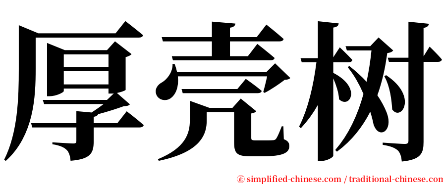 厚壳树 serif font