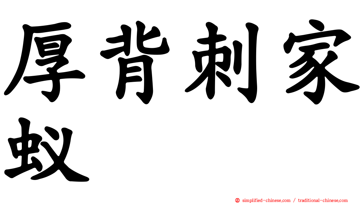 厚背刺家蚁