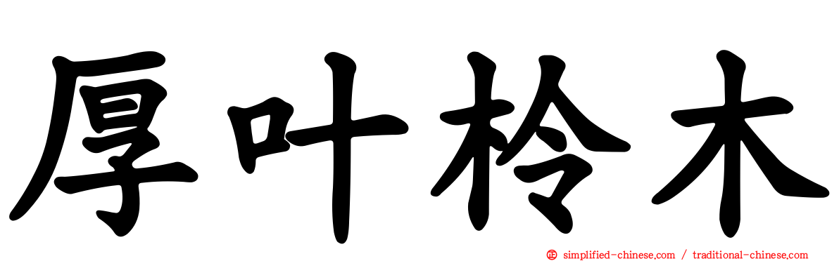 厚叶柃木