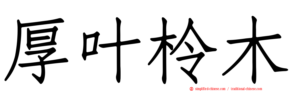 厚叶柃木