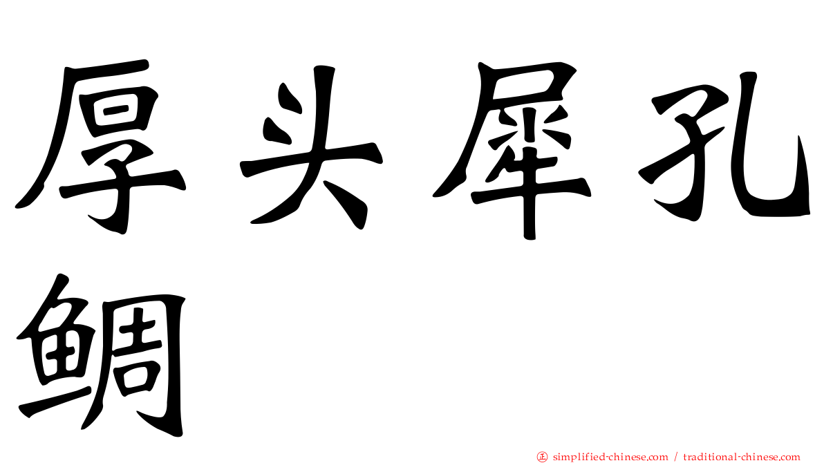 厚头犀孔鲷