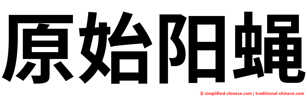 原始阳蝇