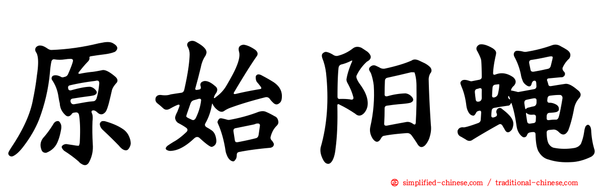 原始阳蝇
