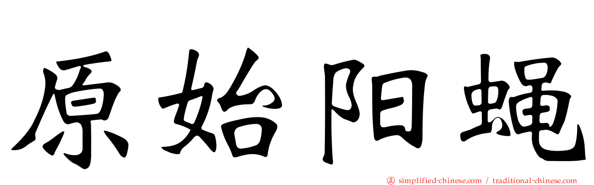 原始阳蝇